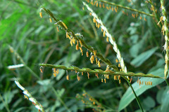 Ischaemum commutatum